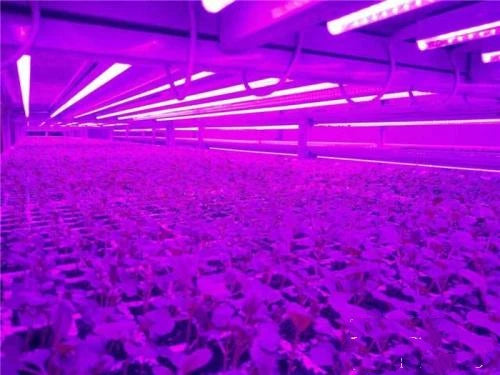 LED Grow Light Full Spectrum USB Grow Light Strip 0.5m 1m 2m 2835 Chip LED Phyto Lamp for Plants Flowers Greenhouse Hydroponic