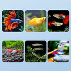 Hot Sale Floating Fish Breeding Isolation Box Aquarium Fish Tank Hatching Incubator Hatching Incubator Feeder Aquarium Hatchery