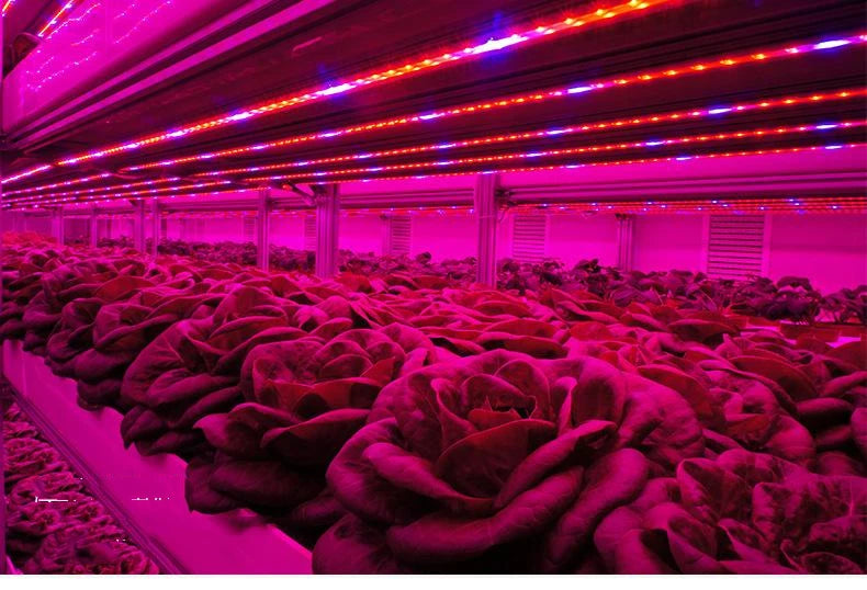 LED Grow Light Full Spectrum USB Grow Light Strip 0.5m 1m 2m 2835 Chip LED Phyto Lamp for Plants Flowers Greenhouse Hydroponic