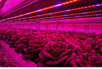 LED Grow Light Full Spectrum USB Grow Light Strip 0.5m 1m 2m 2835 Chip LED Phyto Lamp for Plants Flowers Greenhouse Hydroponic