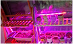 LED Grow Light Full Spectrum USB Grow Light Strip 0.5m 1m 2m 2835 Chip LED Phyto Lamp for Plants Flowers Greenhouse Hydroponic