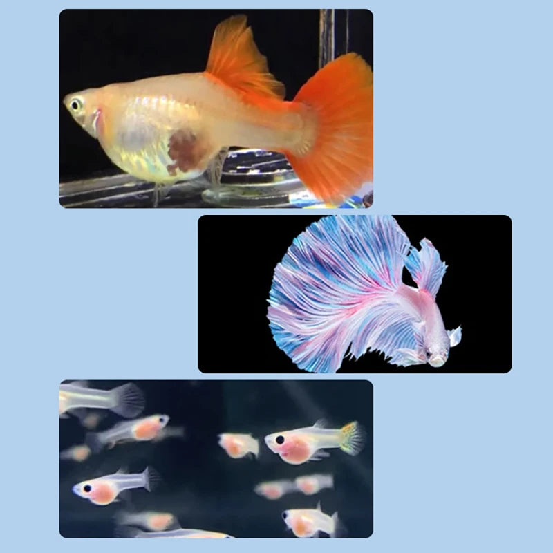 Hot Sale Floating Fish Breeding Isolation Box Aquarium Fish Tank Hatching Incubator Hatching Incubator Feeder Aquarium Hatchery