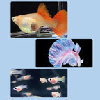 Hot Sale Floating Fish Breeding Isolation Box Aquarium Fish Tank Hatching Incubator Hatching Incubator Feeder Aquarium Hatchery