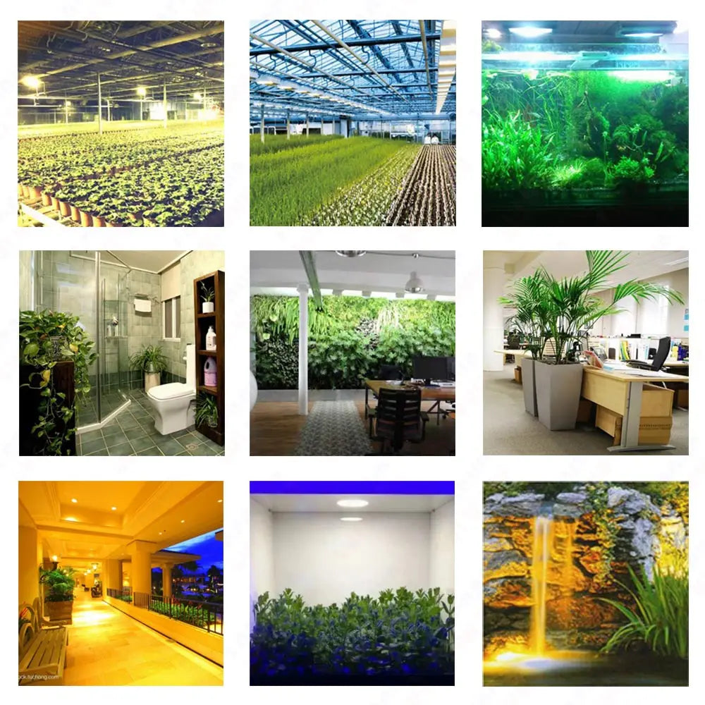 Hydroponice 3W 5W 10W 20W 30W 50W 100W COB LED Grow Light Chip Full Spectrum 400-840nm for Indoor Plant Seedling Growing Flower